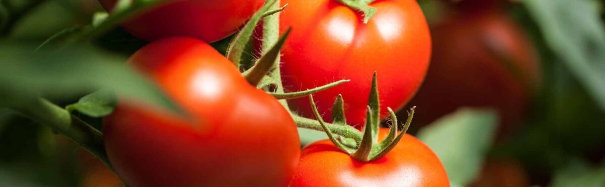 Calorie pomodori