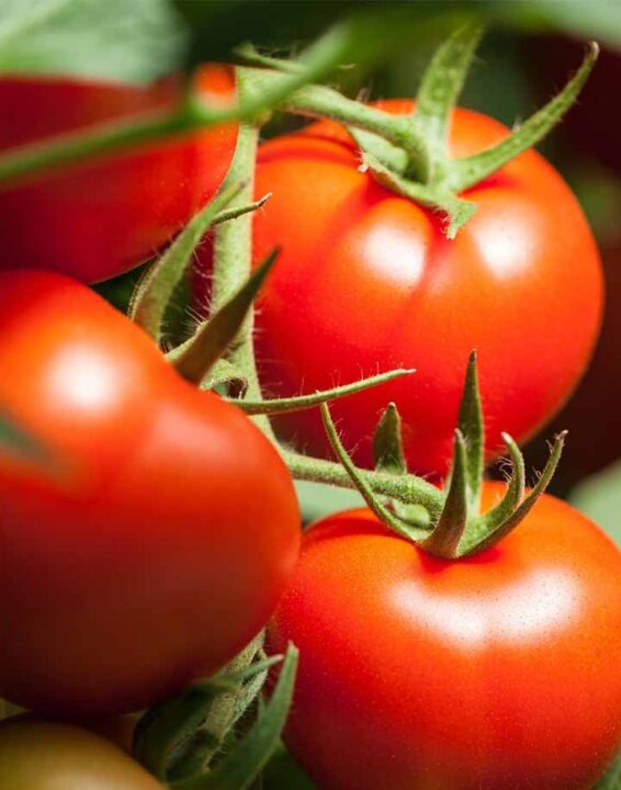 Calorie pomodori