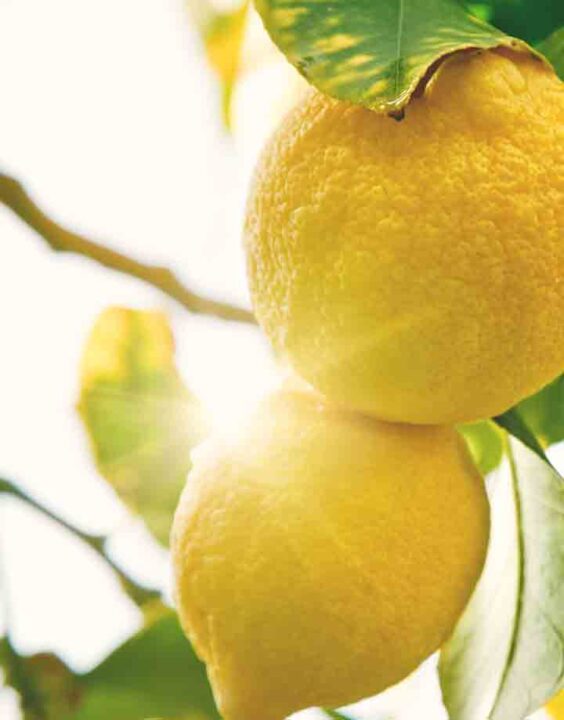 Proprietà limone